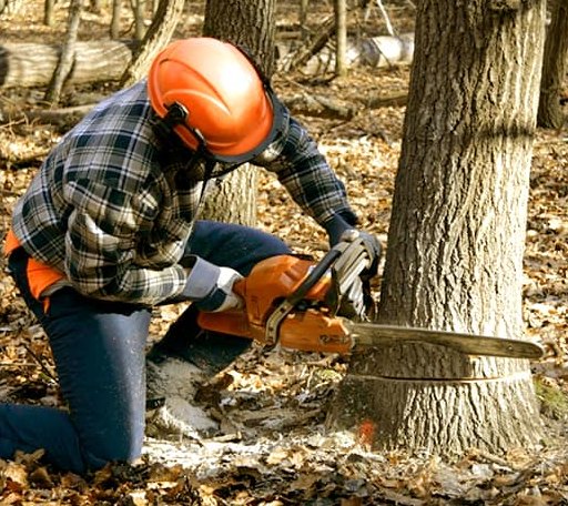 Tree Removal in Redding, CA